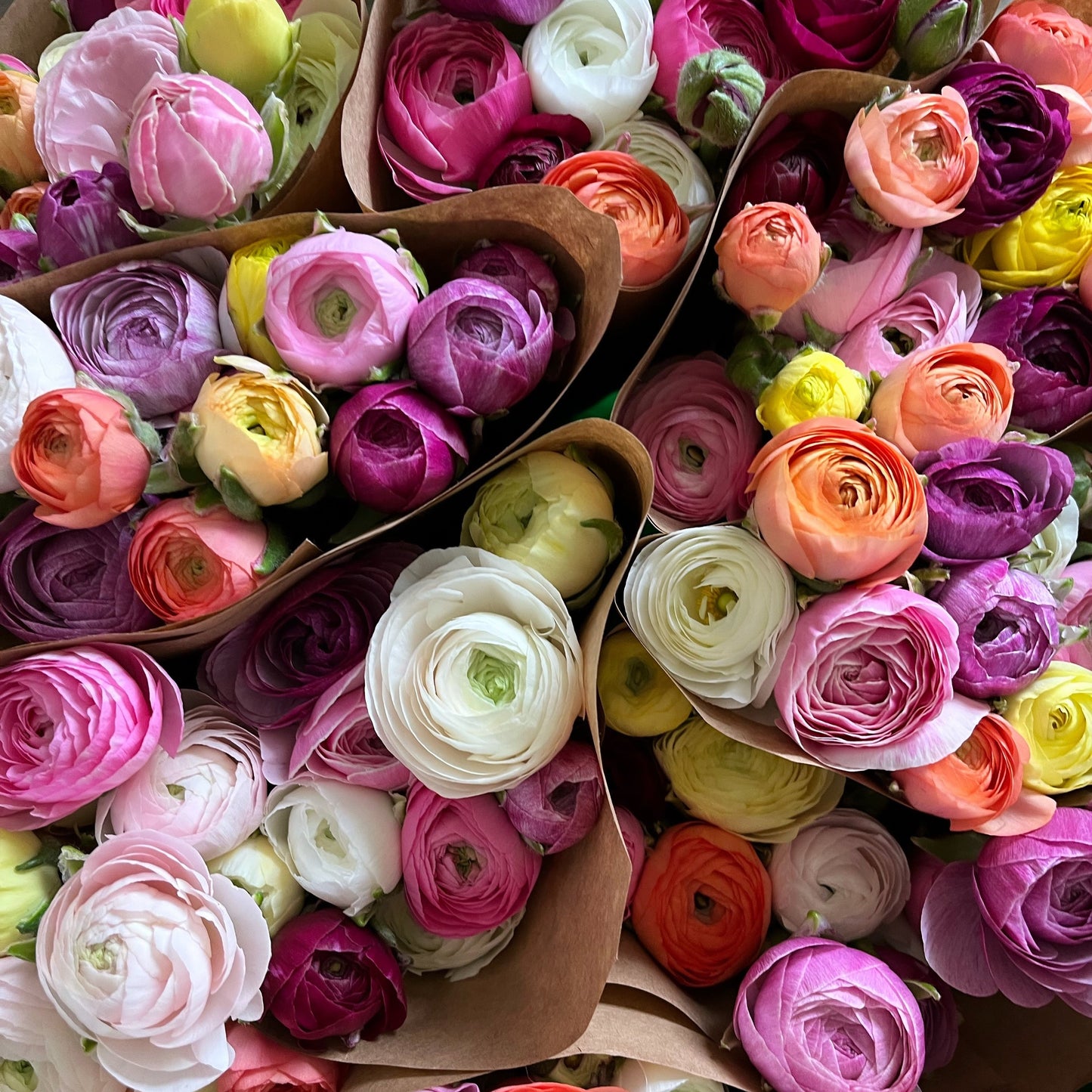 Spring Ranunculus Subscription