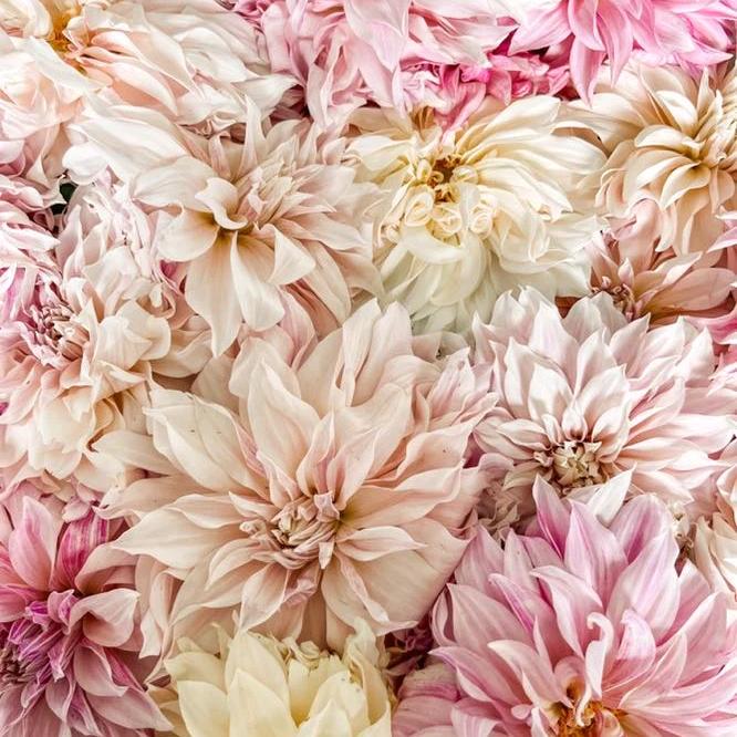 The Dahlia Experience