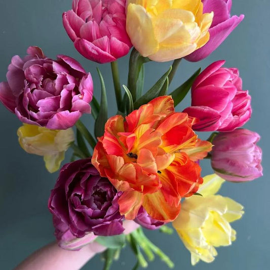 Spring Tulip Bouquet Subscription