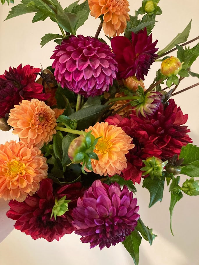 The Dahlia Experience