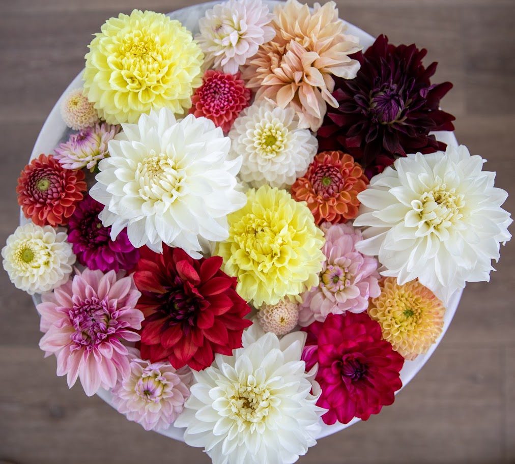 The Dahlia Experience