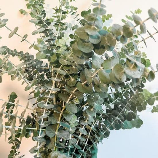Wholesale Baby Blue Eucalyptus Bunch