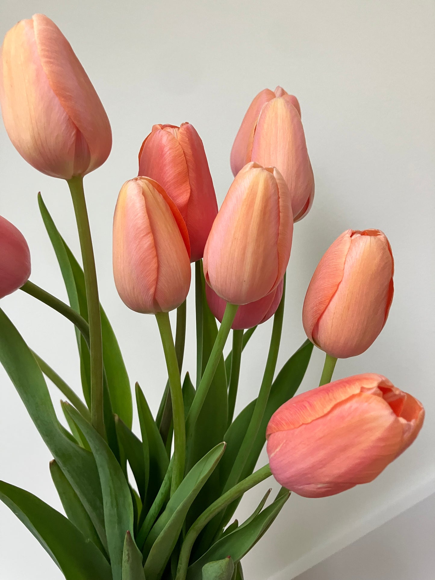 Spring Tulip Bouquet Subscription