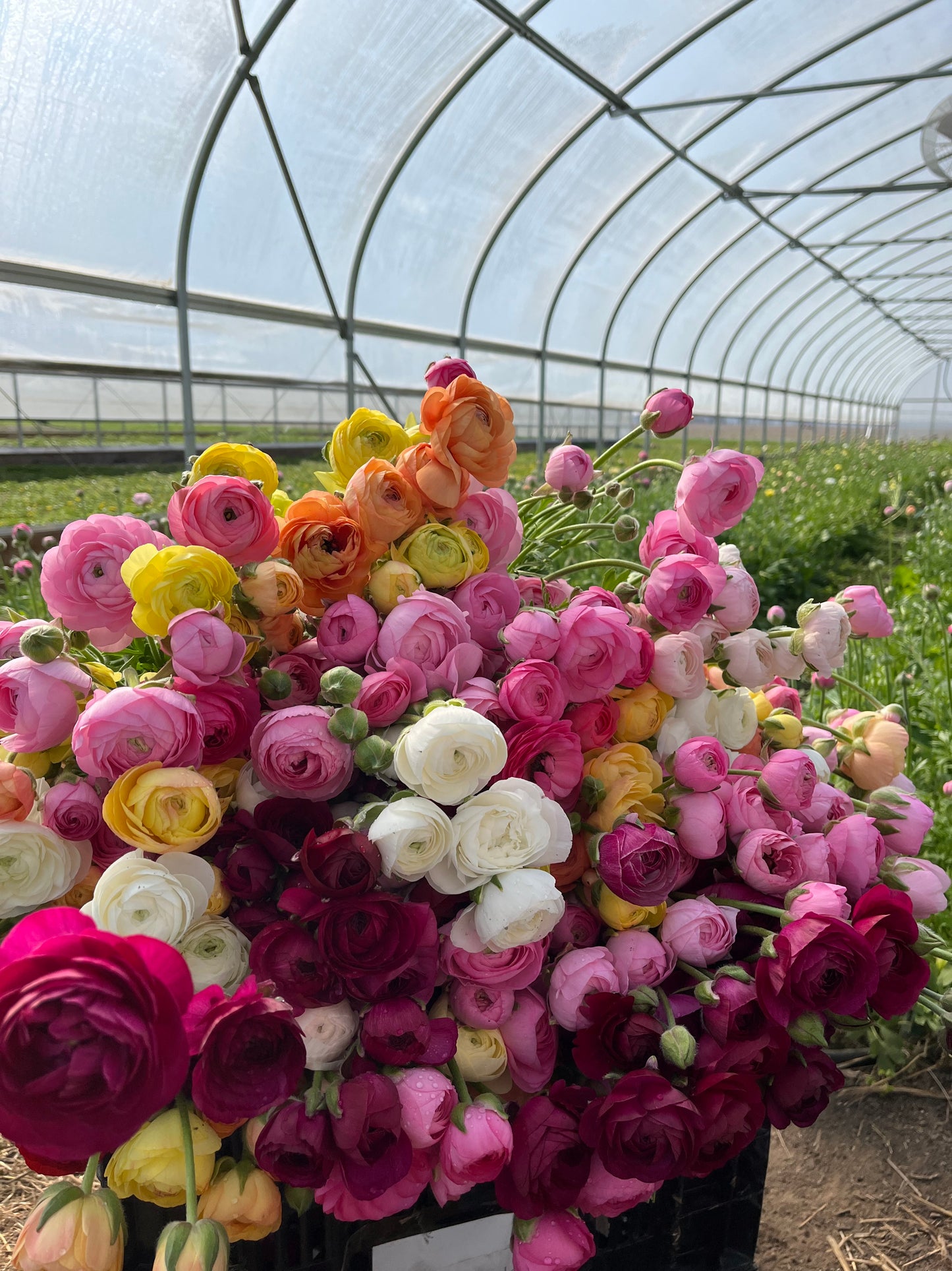 Spring Ranunculus Subscription