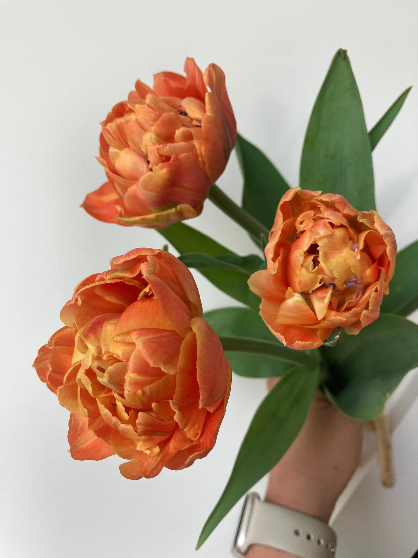 Spring Tulip Bouquet Subscription