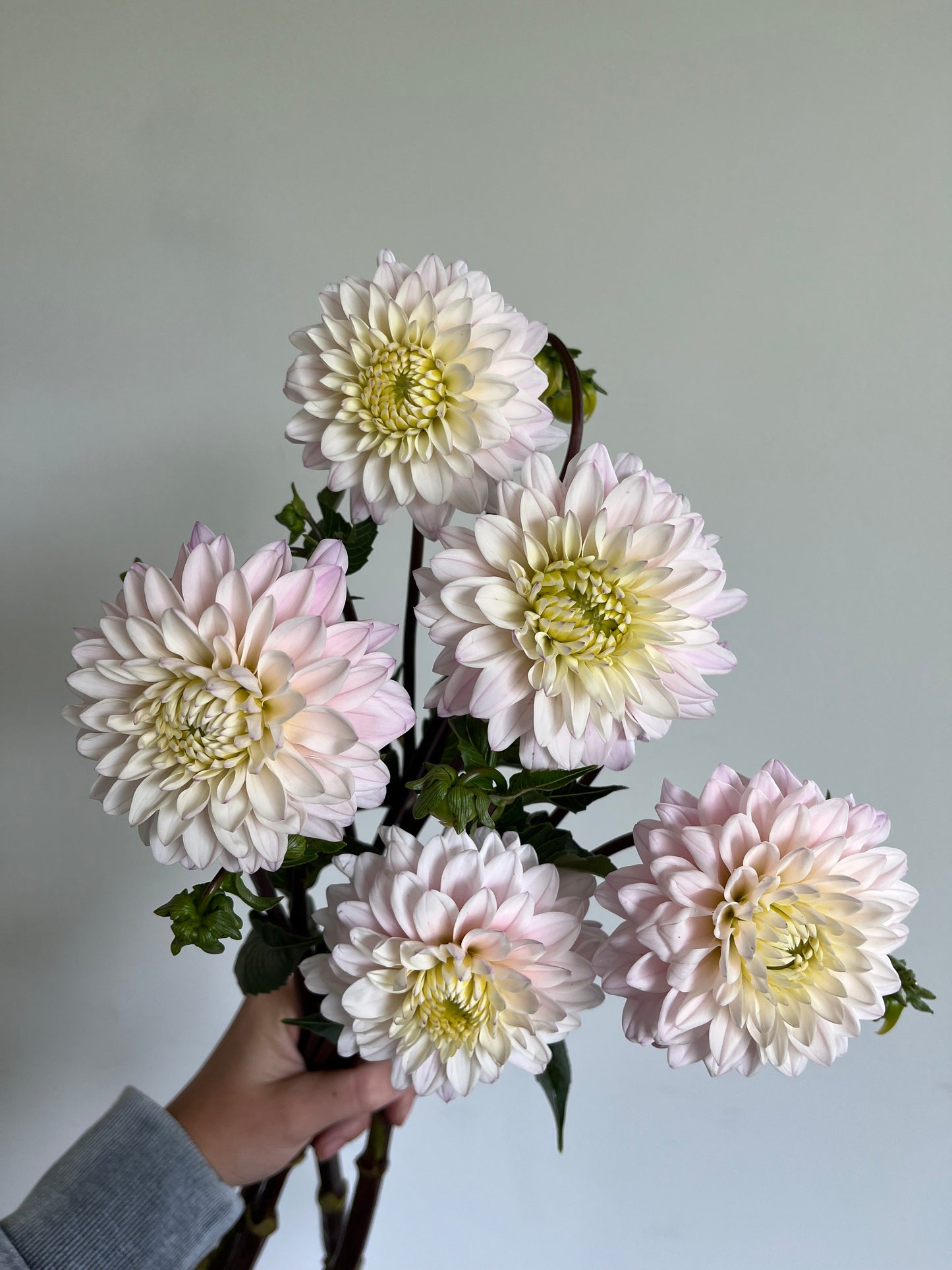 Dahlia Bouquet Subscription
