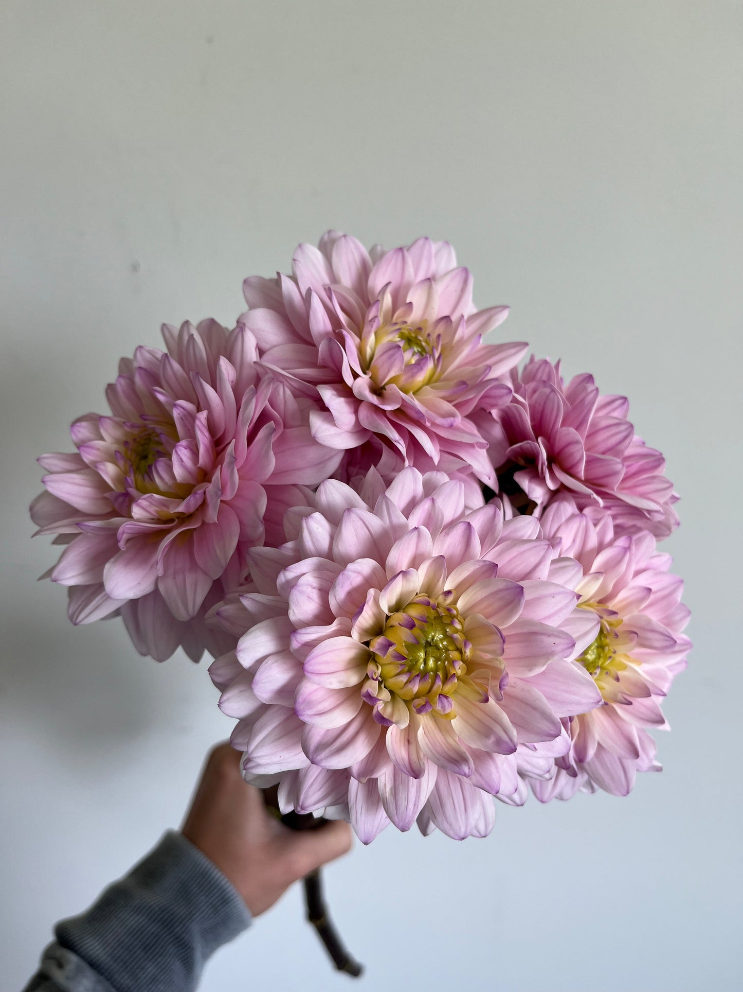 Dahlia Bouquet Subscription