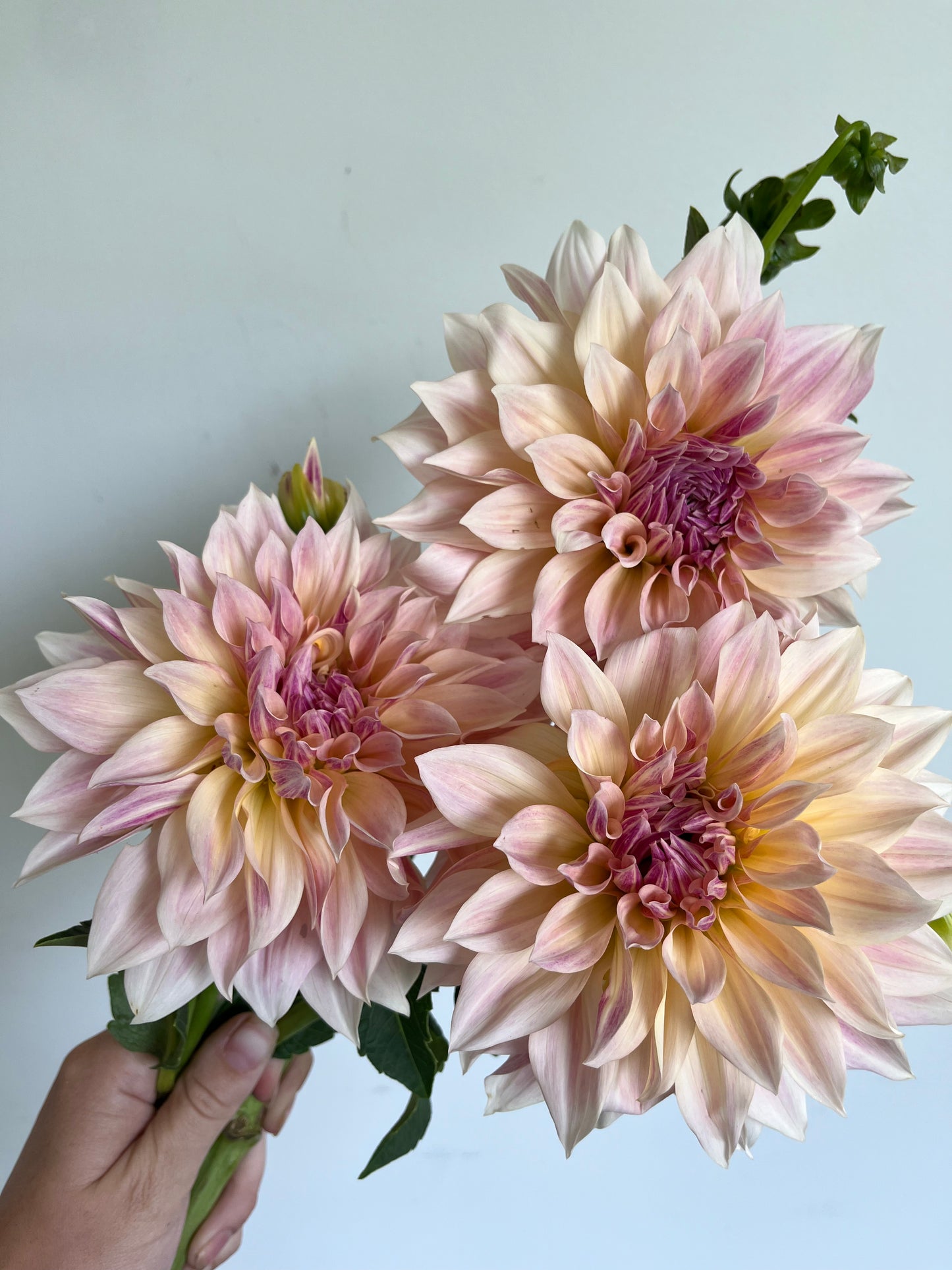 Dahlia Bouquet Subscription