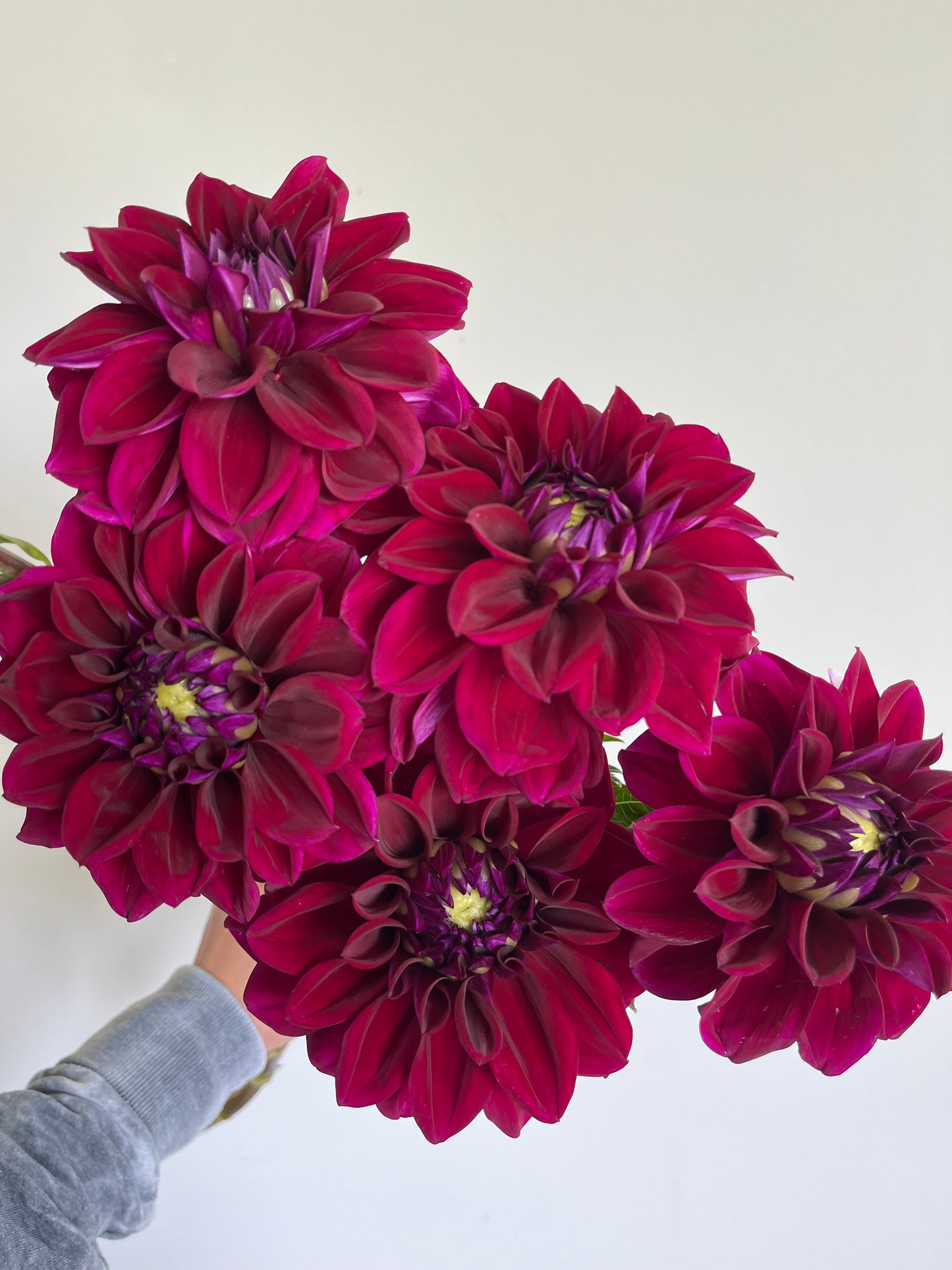 Dahlia Bouquet Subscription