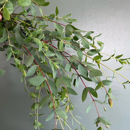Wholesale Boxwood (Parv)  Eucalyptus Bunch
