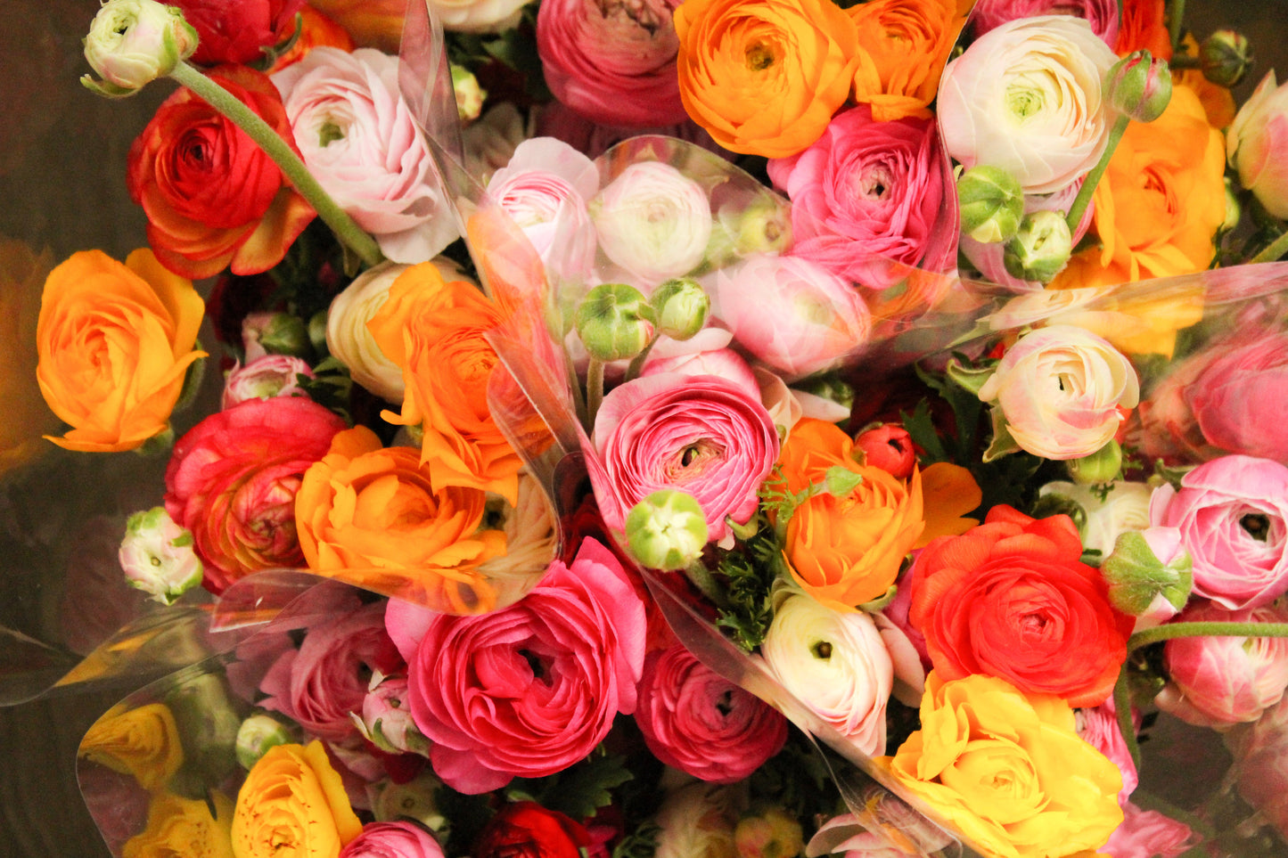 Spring Ranunculus Subscription