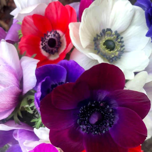 Wholesale Anemone Mixed Case (100 stems)