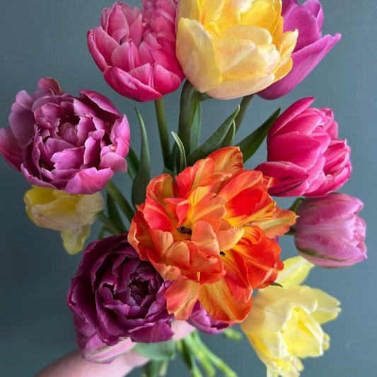 Spring Tulip Bouquet Subscription