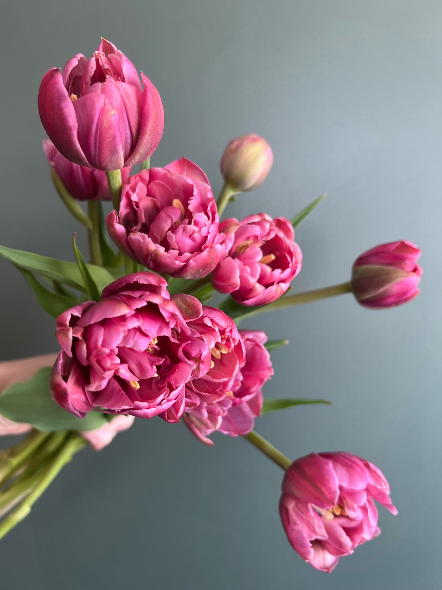 Spring Tulip Bouquet Subscription